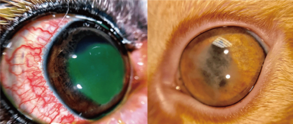Veterinary Ophthalmic Imaging Made Simple